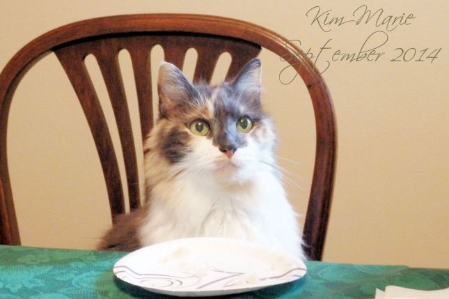 Calico kitty with gray face & nose and some peach with a white chest and cheecks sitting at a table in a chair waiting with an empty plate before her.